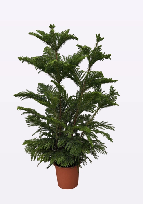 <h4>ARAU HETEROPHYL</h4>