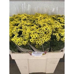 Chr S Mad Ringa Yell