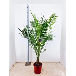 PHOENIX CANARIENSIS