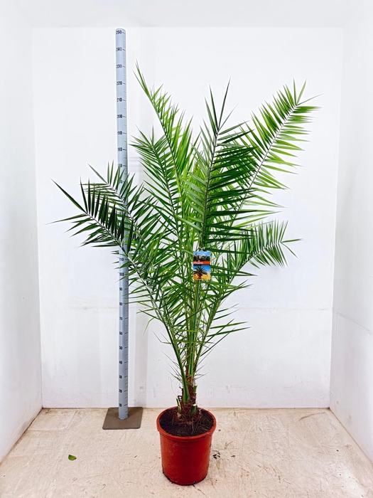 <h4>PHOENIX CANARIENSIS</h4>