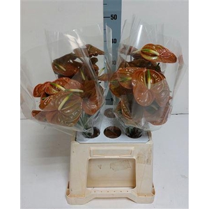 ANTH A CORNICHE 40 WATER