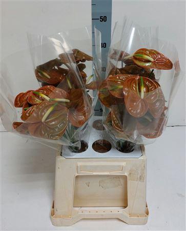 <h4>ANTH A CORNICHE 40 WATER</h4>