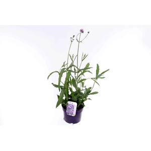 Verbena rigida Venosa