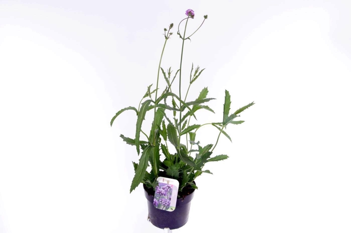 <h4>Verbena rigida Venosa</h4>