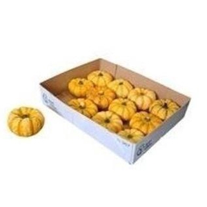 CUCURBITA PEPO