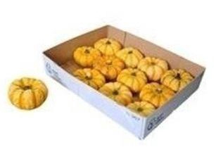 <h4>CUCURBITA PEPO</h4>