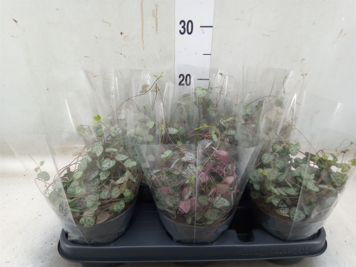<h4>Ceropegia woodii ssp. woodii</h4>