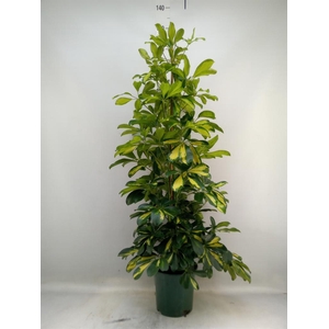 Schefflera arbor. 'Dalton'