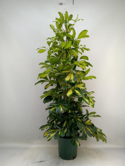 <h4>Schefflera arbor. 'Dalton'</h4>