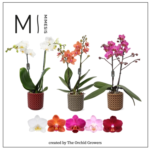 <h4>Mimesis Phal. Mix - 2 spike 9cm in Mick ceramic</h4>