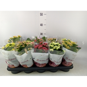 Kalanchoe blos. 'RoyalDon'   ..mix