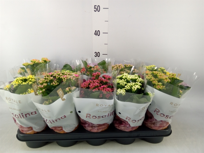 <h4>Kalanchoe blos. 'RoyalDon'   ..mix</h4>