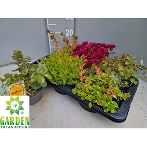 SEDUM GEM