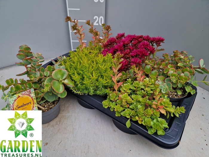 <h4>SEDUM GEM</h4>