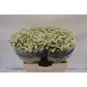 TANA PA SINGLE VEGMO