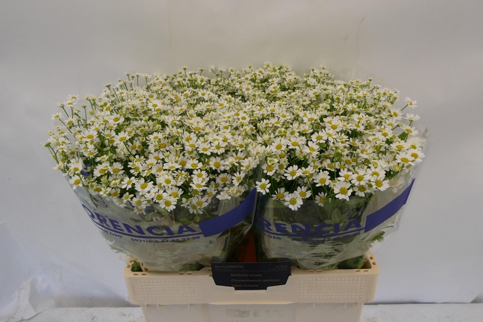 <h4>TANA PA SINGLE VEGMO</h4>