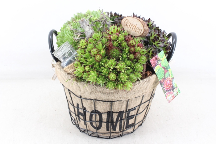 <h4>arr4 Semp MB - Jute/gaas mand home XL</h4>