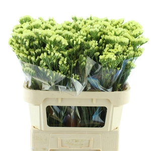 Limonium St Yellow Birds X50