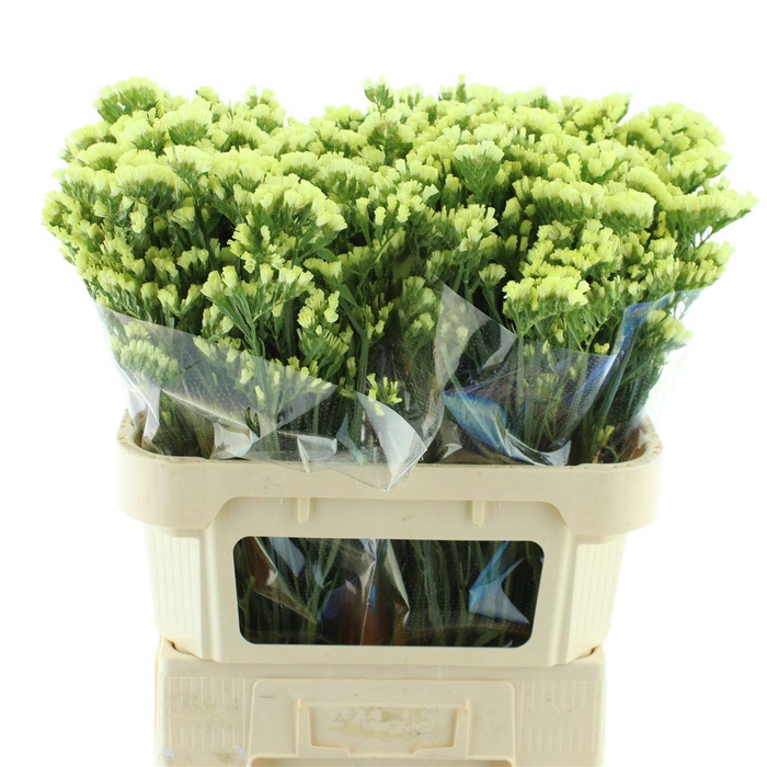 <h4>Limonium St Light Yellow Birds X50</h4>
