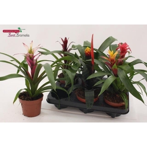 BROMELIA GEM
