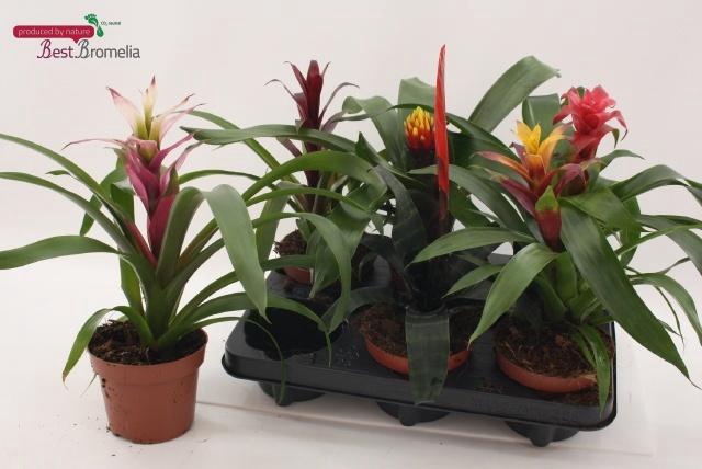 <h4>BROMELIA GEM</h4>