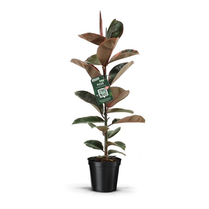 <h4>Ficus elastica 'Belize'</h4>