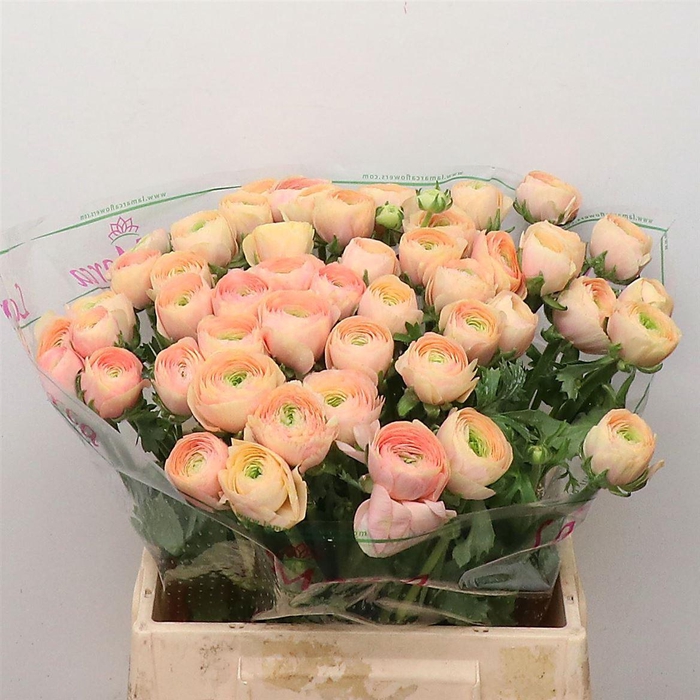 <h4>Ran Su Salmon ( Fr )</h4>