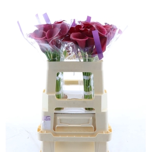 Calla Red Salsa