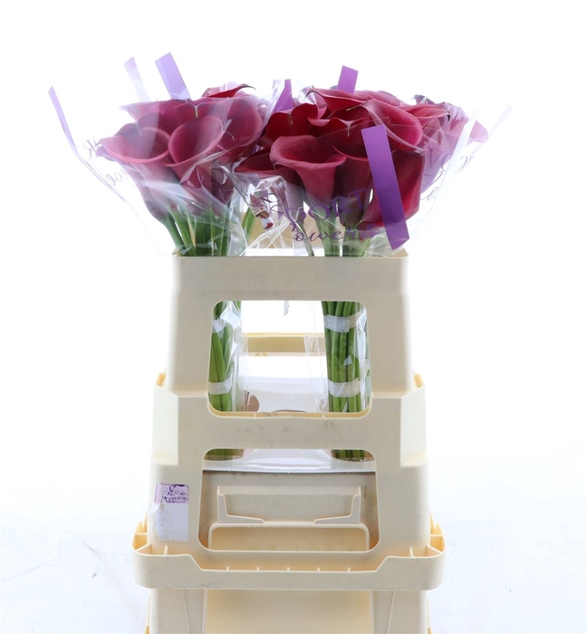 <h4>Calla Red Salsa</h4>