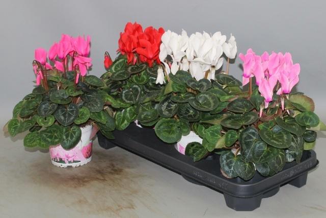 <h4>CYCL GR SUP XL</h4>