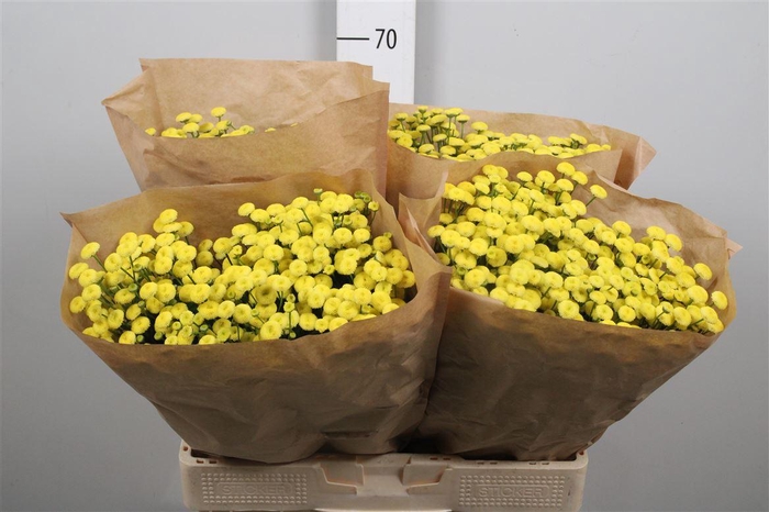 <h4>Tana Pa Amazone</h4>