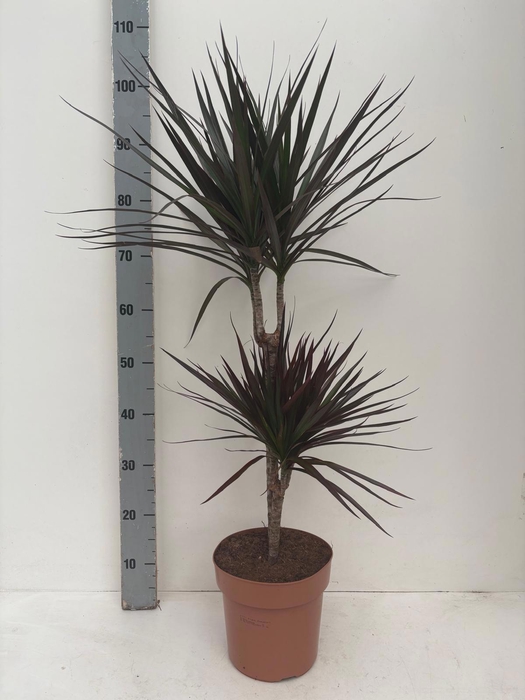 <h4>DRA MARG MAGENTA</h4>