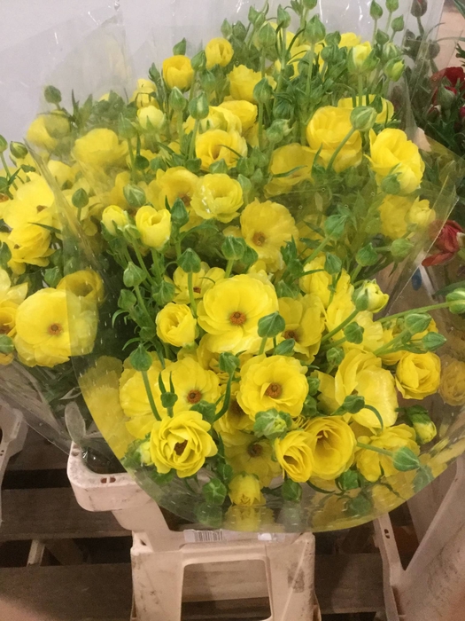 RANUNCULUS CLOONEY LADY