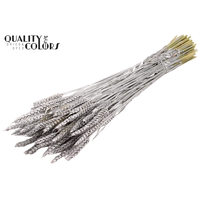 <h4>Triticum per bunch Silver</h4>