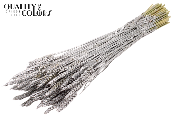 Triticum per bunch Silver