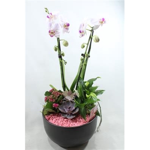 0941 Cascade PINK