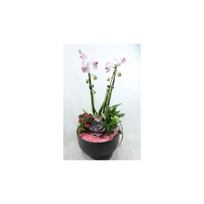 <h4>0941 Cascade PINK</h4>