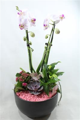 0941 Cascade PINK