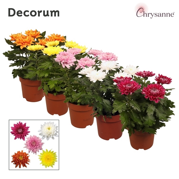 <h4>Chrysanthemum Indicum Grp Supernova Gemengd</h4>
