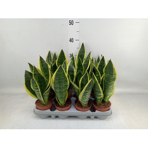 Sansevieria trifa. 'Futura Superba'