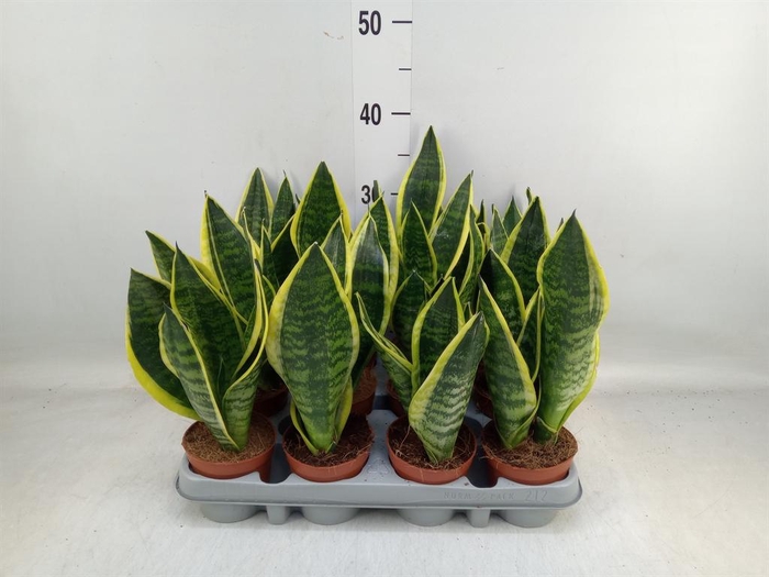 <h4>Sansevieria trifa. 'Futura Superba'</h4>