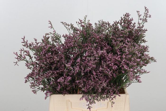 <h4>Lim Saf Oshi Pink</h4>