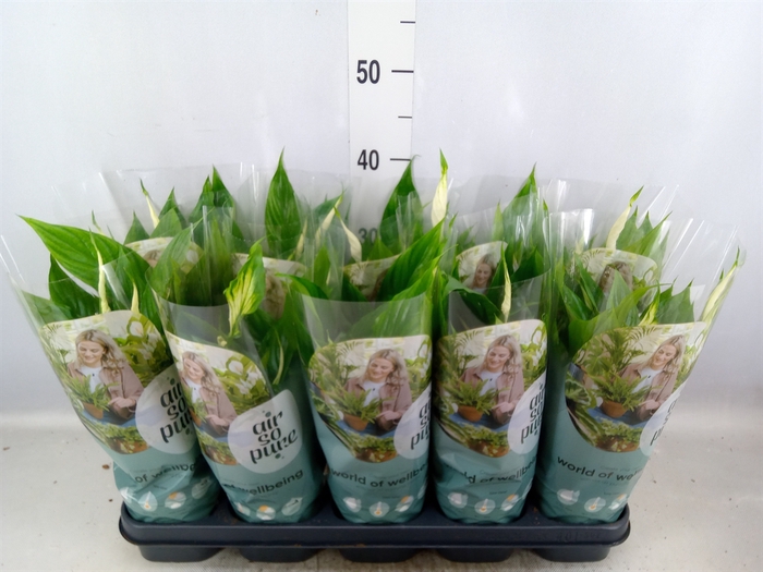 <h4>Spathiphyllum  'Bellini'</h4>