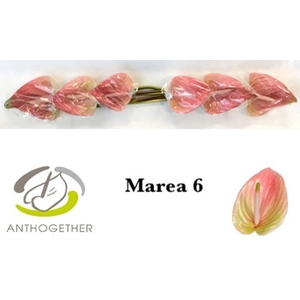 Anthurium andr. 'Marea'
