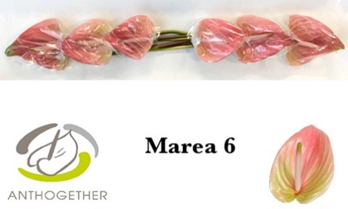 <h4>Anthurium andr. 'Marea'</h4>