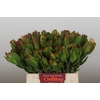 Leucadendron Laurel Yellow