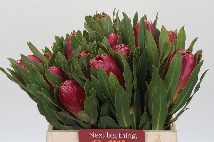 <h4>Protea Brenda</h4>