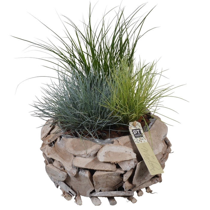 <h4>Arr.   Tuinplanten L%</h4>
