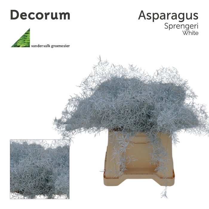 <h4>Asp sprengeri White</h4>