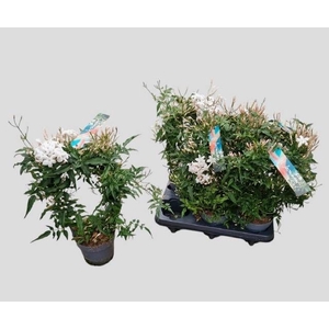 JASM POLYANTHUM WIT
